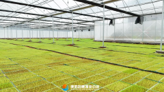 秧工场也正在不竭改良播种体例